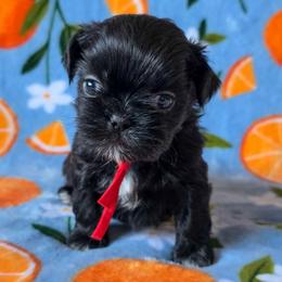 Eoin - Red Collar - Black male Shih Tzu puppy in Troy, Ohio from Ever After Tails