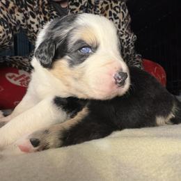 Boy 1-Black Body with Blue Merle legs and small patches - Blue merle male Australian Shepherd puppy in Mayfield, Kentucky from Hamilton Farms