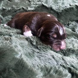 Australian Shepherd Puppies from Burdock Hill Australian Shepards