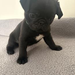 Pug Puppies from Double Dutch Pug Co.