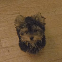 Brutus - Black and tan male Yorkshire Terrier puppy in Slate Hill, New York from Wendy's AKC Teacup and Micro Darlings Hudson Valley