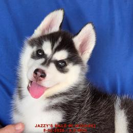JAZZY'S MALE 6 - Black and white male Siberian Husky puppy in Manilla, Iowa from Bruck's Siberian Huskies