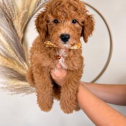 Rhett - Red  male Goldendoodle puppy in Norcross, Georgia from Teddy Puppies