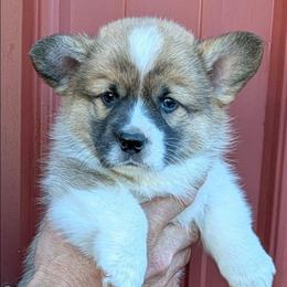 Boy 1 - Sable male Pembroke Welsh Corgi puppy in Clayton, Washington from Smiling J Ranch Corgis