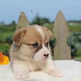 Lewis - Red male Pembroke Welsh Corgi puppy in North Manchester, Indiana from Covered Bridge Corgis