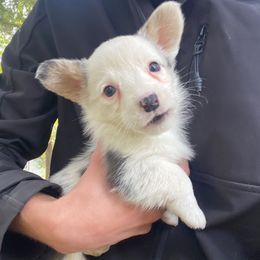 Jasmine - Blue merle and white female Cardigan Welsh Corgi puppy in Rexburg, Tennessee from Corgi Gardens