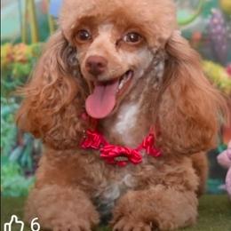 Aurora - Poodle