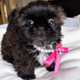 Polly - Black female Shih Tzu puppy in Aptos, California from Glorious Shih Tzu