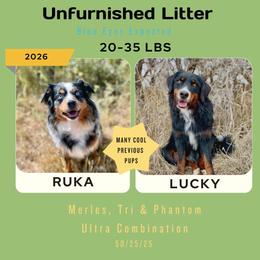 Australian Mountain Doodle puppies from Dry Canyon Pups