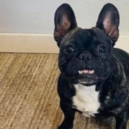 French Bulldogs from Ozark Puppy Pals