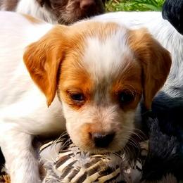 French Brittany Puppies from Solitaire kennel / French Brittanies
