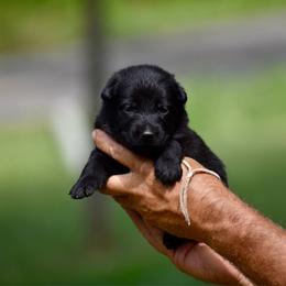 White - Black female German Shepherd puppy in Cherryville, North Carolina from Masky Kennel
