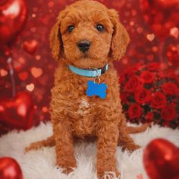Athena - Red  female Goldendoodle puppy in Boise, Idaho from Goldendoodle Baby