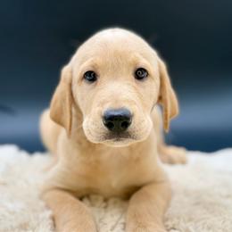 Yellow - Yellow male Labrador Retriever puppy in San Diego County, California from Travis’ Chocolate Labradors