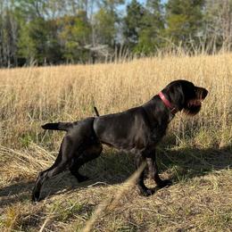 Calcifer - German Wirehaired Pointer