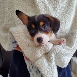 Pembroke Welsh Corgi Puppies from Patrick's Pembroke Welsh Corgis