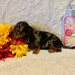 AKC Tavon - Dapple male Dachshund puppy in Colbert, Oklahoma from Brooke Crenshaw