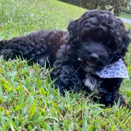 Poodle Puppies from Kindred Companions Toy Doodles