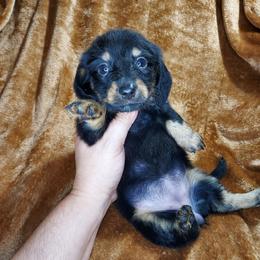 CKC NELLIE - Black and tan female Dachshund puppy in Swink, Oklahoma from Palali Farm