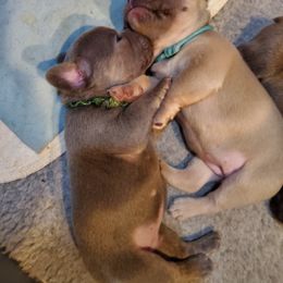 French Bulldog Puppies from Basket of love bulldogs