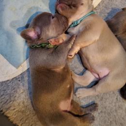 French Bulldog Puppies from Basket of love bulldogs