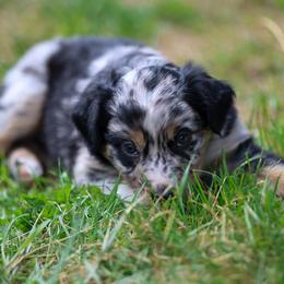 Blue Merle Male - Blue merle male Australian Shepherd puppy in Cedar City, Utah from 10-BAR-Y RANCH
