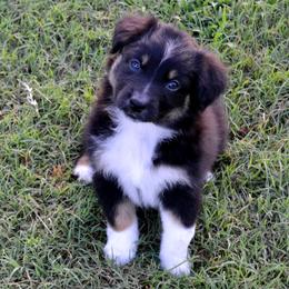 Raven - Black tri-color female Australian Shepherd puppy in Marshall, Texas from Flying S Aussies