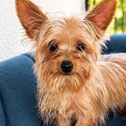 Nemo - Black and gold male Yorkshire Terrier puppy in Cape Coral, Florida from Katherine’s Yorkies and Poodles