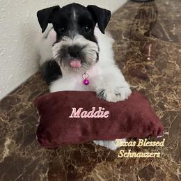 Maddie - Parti female Miniature Schnauzer puppy in San Antonio, Texas from Texas Blessed Schnauzers