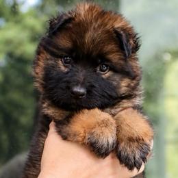 Annabelle - Sable female German Shepherd puppy in Canton, Texas from WILDWOOD GERMAN SHEPHERDS
