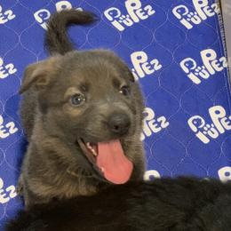 German Shepherd Puppies from Devon Rugerio's German Shepherds