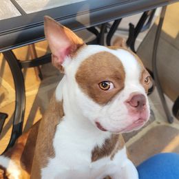 Petey - Boston Terrier