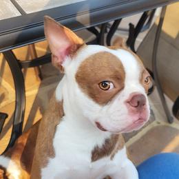 Petey - Boston Terrier