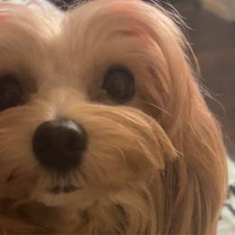 Evali - Maltipoo