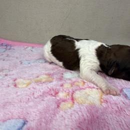 Fawn - Sable female Poodle puppy in Stilwell, Oklahoma from LR&R Dog Co.