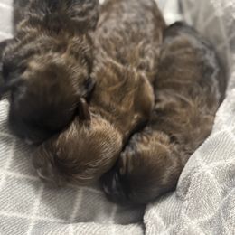 Shih Tzu puppies from Peekaboo Farms