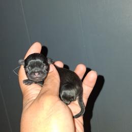 Boy 3 - Black male Shih Tzu puppy in Birmingham, Alabama from K&D kennels
