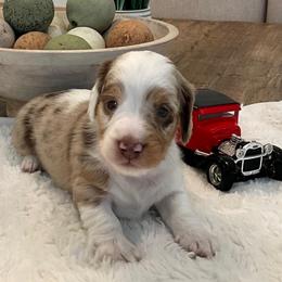Adrian - Dapple male Dachshund puppy in Menifee, California from Dachshunds in SoCal
