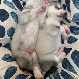 Siberian Husky Puppies from Sassenach Siberians