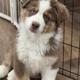 Sawyer - Red tri-color male Australian Shepherd puppy in Wheatland, Wyoming from WyoWinds Australian Shepherds