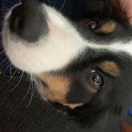Border Collie All Grown Up from Hidey Hole Kennel