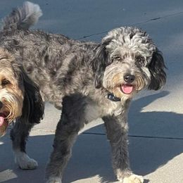 Skye - Blue merle female Bernedoodle puppy in Petersburg, Michigan from Brittany’s Mini Bernedoodles