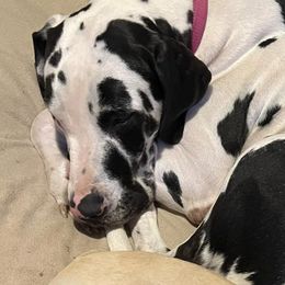 Great Danes from Krystal’s Glam Puppies