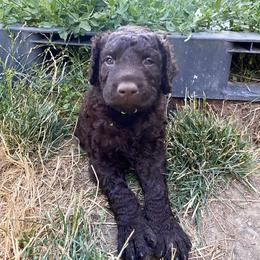 Curly-Coated Retriever Puppies from Betacoil Curly Coated Retrievers