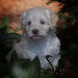 Australian Labradoodle Puppies from Majestic Labradoodles