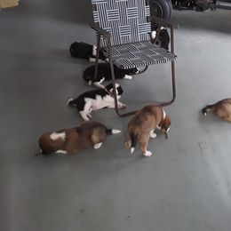 Border Collie Puppies from Oddity Kennels