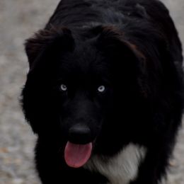 Monster - Australian Shepherd