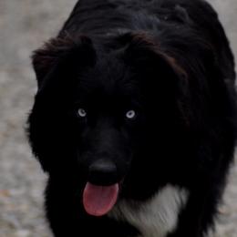 Monster - Australian Shepherd