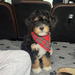 Bernedoodle puppies from Waggle Doodles