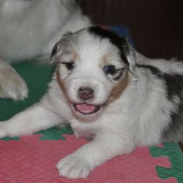 Australian Shepherd Puppies from Ashfall Australian Shepherds